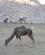 490 Dromedar Ved Camel Park Eilat Israel Anne Vibeke Rejser PICT0105