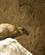 312 Klippegraevling Hyrax Ein Gedi National Park Israel Anne Vibeke Rejser DSC09373