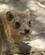 313 Hyrax Er Fortrolige Med Mennesker Ein Gedi National Park Israel Anne Vibeke Rejser DSC09379