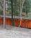 799C Torii Porte Paa Raekke Gennem Skoven Fushimi Inari Taisha Kyoto Japan Anne Vibeke Rejser DSC03013