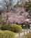 840 Shosei En Haven Kyoto Japan Anne Vibeke Rejser DSC03048