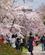 862 Sti Med Kirsebaertraeer Kamo Floden Kyoto Japan Anne Vibeke Rejser DSC03074