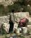 320 Lokale Ved Tomatmark Wadi Ibn Hammad Jordan Anne Vibeke Rejser DSC08427
