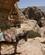 732 Turistaesel Paa Klippen Petra Jordan Anne Vibeke Rejser DSC08709