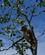 352 Naeseabe Leder Efter Foede Bako N.P. Borneo Malaysia Anne Vibeke Rejser DSC00489