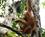 401 Orangutang Ved Semenggoh Orang Utang Wild Life Centre Borneo Malaysia Anne Vibeke Rejser DSC00565