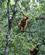 402 En Orangutang Viser Sig Semenggoh Borneo Malaysia Anne Vibeke Rejser DSC00544