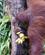 412 Med Munden Fuld Af Bananer Semenggoh Borneo Malaysia Anne Vibeke Rejser DSC00557