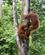 413 Flere Orangutanger Kommer Til Semenggoh Borneo Malaysia Anne Vibeke Rejser DSC00560