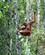 430 Orangutang Med Unge Semenggoh Borneo Malaysia Anne Vibeke Rejser DSC00599