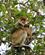 912 Naeseabe Med Unge Kinabatangan Borneo Malaysia Anne Vibeke Rejser DSC01424