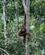 994 Orangutang Paa Vej Til Foderbraettet Sepilok Sandakan Borneo Malaysia Anne Vibeke Rejser DSC01597