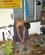 520 Bladguld Hamres Tyndt Hos King Galon Mandalay Myanmar Anne Vibeke Rejser IMG 4332