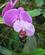 730 Orkidésamling Kandawgyi Botaniske Have Pyin Oo Lwin Myanmar Anne Vibeke Rejser IMG 4606