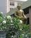 120 Kongestatue Foran Nationalmuseet I Yangon Myanmar Anne Vibeke Rejser IMG 4291