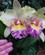 107 Eksotiske Blomster Singapore Botaniske Have Anne Vibeke Rejser IMG 4656