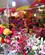 134 Blomsterbod Chinatown Singapore Anne Vibeke Rejser IMG 4684