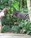 171 Zebra Singapore Zoo Anne Vibeke Rejser IMG 4757
