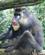 176 Mandrill Singapore Zoo Anne Vibeke Rejser DSC00111