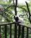 173 Lemur (Halvabe) I Voliere Singapore Zoo Anne Vibeke Rejser IMG 4770