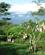 104 Trompettrae Hunas Falls Hotel Sri Lanka Anne Vibeke Rejser IMG 3802