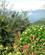 107 Farverige Blomster Hunas Falls Hotel Sri Lanka Anne Vibeke Rejser IMG 3806