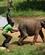 601 En Elefantunge Faar En Indsproejtning Ved Elephant Transit Home Udawalawe Sri Lanka Anne Vibeke Rejser DSC08019