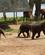 602 Elefantungerne Drives Ind I En Arena Elephant Transit Home Udawalawe Sri Lanka Anne Vibeke Rejser DSC08022