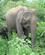712 Elefant Med Unge Udawalawe National Park Sri Lanka Anne Vibeke Rejser IMG 4241