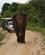 720 Efter Enlig Hanelefant Udawalawe National Park Sri Lanka Anne Vibeke Rejser DSC08139