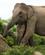 823 Elefant Yala National Park Sri Lanka Anne Vibeke Rejser DSC08305