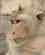 808 Makaka Aber Er Sjove Men Kan Vaere Aggressive Prang Sam Yot Lopburi Thailand Anne Vibeke Rejser DSC08141