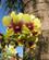930 Blomster Ved Amarin Lagoon Hotel Phitsanulok Thailand Anne Vibeke Rejser IMG 6764