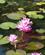 1001 Lotus Er Thailands Nationalblomst Sukothai Historiske Park Thailand Anne Vibeke Rejser IMG 6767