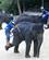 1714 Elefant Show Mea Sa Chiang Mai Thailand Anne Vibeke Rejser DSC08419