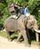 1722 I Dag Tager Vi Afstand Til Dette Dyreplageri Mea Sa Chiang Mai Thailand Anne Vibeke Rejser DSC08467