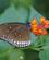1808 Mange Forskellige Sommerfugle Bai Orcide Butterfly Farm Chiang Mai Thailand Anne Vibeke Rejser DSC08541