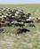 495 Gedeflok Kyzyl Kum Oerkenen Usbekistan Anne Vibeke Rejser IMG 9360