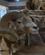 159A Argali Faar Utan Bator Mongoliet Anne Vibeke Rejser IMG 2911
