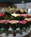 161 Blomster I Stueetagen State Department Store Paa Peace Avenue Ulan Bator Mongoliet Anne Vibeke Rejser IMG 2920