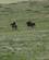 303 Ryttere I Eng Af Duftende Oerkenpurloeg Ikh Nart National Park Gobi Oerkenen Bornogobi Mongoliet Anne Vibeke Rejser DSC01078