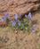 309 Sarte Oerkenblomster Ikh Nart National Park Gobi Oerkenen Bornogobi Mongoliet Anne Vibeke Rejserimg 2622
