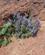 310 Lidt Fugt Og Der Gror Blomster Ikh Nart National Park Gobi Oerkenen Bornogobi Mongoliet Anne Vibeke Rejser IMG 2625