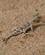 311 Paddehoved Agama Ikh Nart National Park Gobi Oerkenen Bornogobi Mongoliet Anne Vibeke Rejser DSC01092