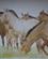 525 Vaegbillede Med Przewalski Vildheste Mongol Nomadic Tourist Camp Khustain Nuruu N.P. Mongoliet Anne Vibeke Rejser IMG 2742