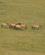 527 Przewalski Vildheste Khustain Nuruu Narional Park Mongoliet Anne Vibeke Rejser DSC01213