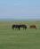 612 Omkringgaaende Heste Urgoo Tourist Camp Orkhondalen Karakorum Kharkhorin Mongoliet Anne Vibeke Rejser IMG 2765