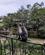 202 Langur Bukit Lqwang Hotel Eco Lodge Bukit Lawang Sumatra Indonesien Anne Vibeke Rejser PXL 20241003 105856161