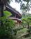 207 Have Neden For Restauranten Hotel Eco Lodge Bukit Lawang Sumatra Indonesien Anne Vibeke Rejser IMG 3363