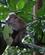 209 Makakaabe Ved Hotel Eco Lodge Bukit Lawang Sumatra Indonesien Anne Vibeke Rejser IMG 3358